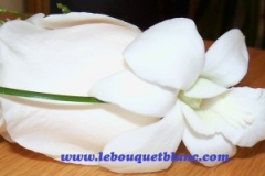 Rose-white-dendrob-bouquet.blanc_-e1428258375589