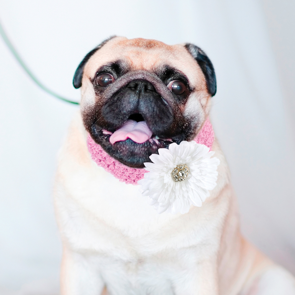 wedding floral adjustable crocheted dog collar